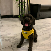 Secure Adjustable Harness for Small Dogs