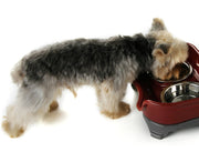 Bowl double basin splash-proof for Cats or Dogs