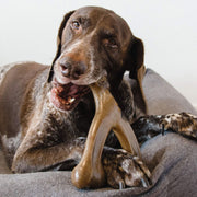 Durable Dog Molar Chew Rod for Dental Health