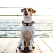 Heavy-Duty Tactical Dog Collar