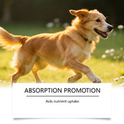 Herbal Immune Support Drops for Dogs