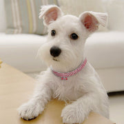 Rhinestone Bling Dog Collar for Small Breeds
